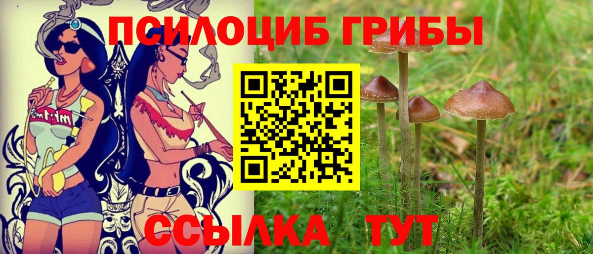 Галлюциногенные грибы Psilocybe Губкин